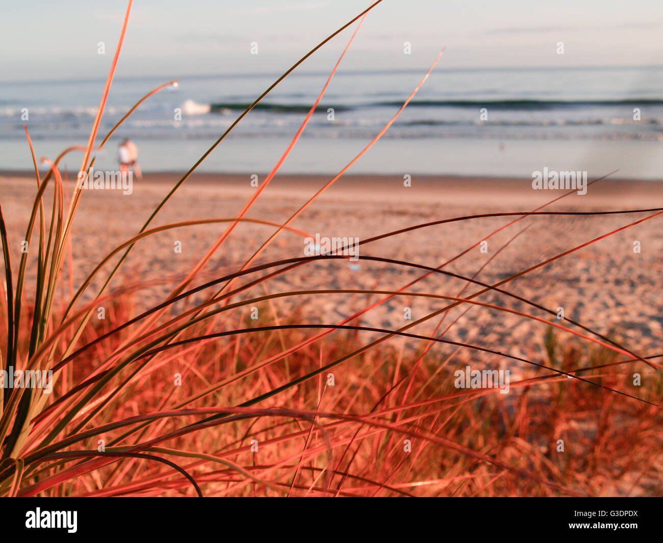 Tôt le matin golden glow à papamoa beach Mount Maunganui Nouvelle-zélande l'accent sur les lames d'herbe. Banque D'Images