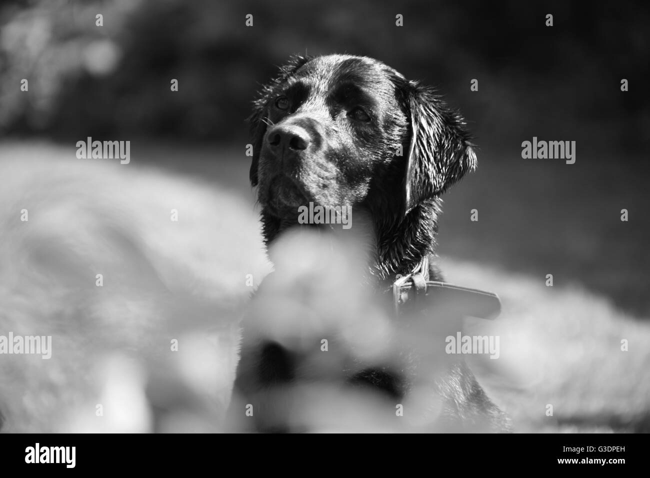 Happy Dog, chien mouillé, chocolat noir, Labrador Labrador, grande race de chien, chien dans jardin, vétérinaire, la vaccination, photo en noir et blanc Banque D'Images