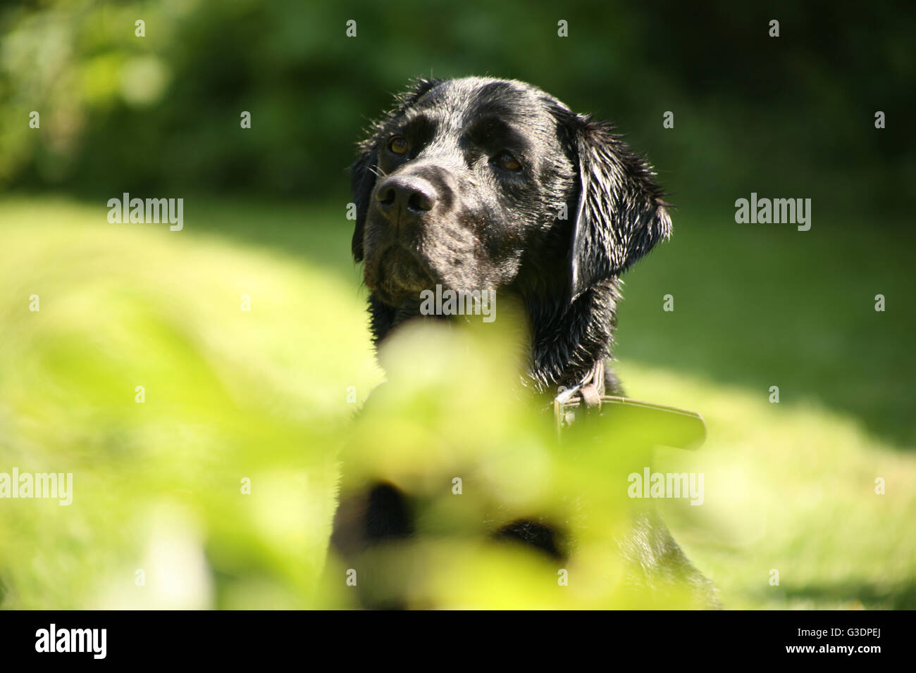 Happy Dog, chien mouillé, chocolat noir, Labrador Labrador, grande race de chien, chien dans jardin, vétérinaire, la vaccination, photo en noir et blanc Banque D'Images