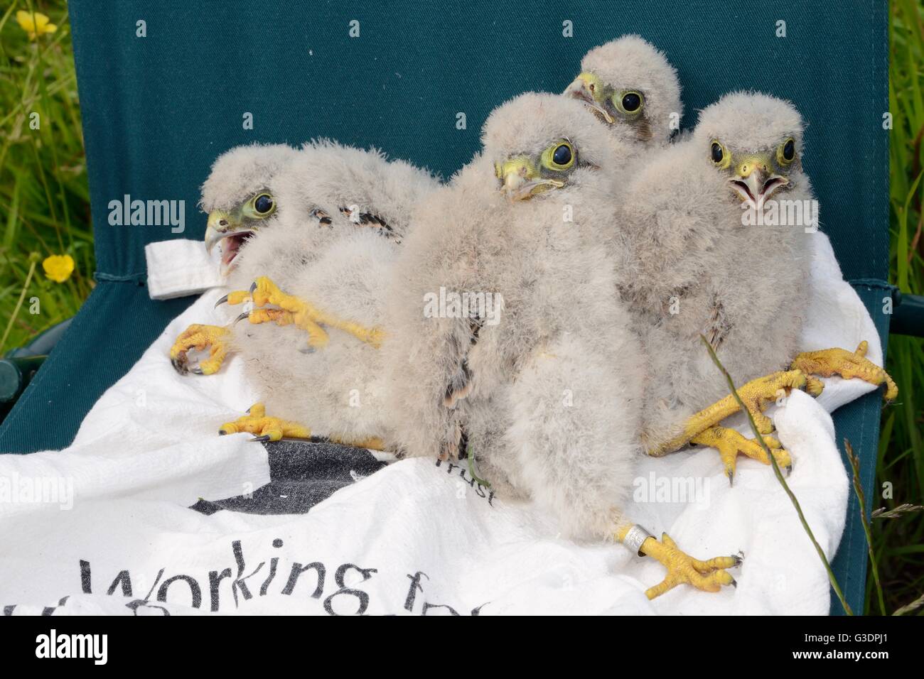 Quatre poussins crécerelle (Falco tinnunculus) tirée d'un nichoir et annelé au cours d'une enquête pour le Hawk Owl et la confiance. Banque D'Images