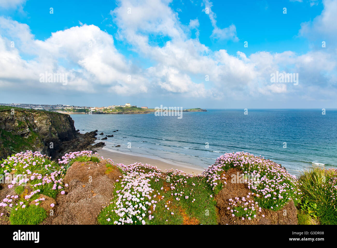 Roses, de la mer ou de l'épargne (Armeria maritima) au-dessus de Tolcarne Beach à Newquay, Cornwall, UK. Tête de Towan est dans l'arrière-plan. Banque D'Images