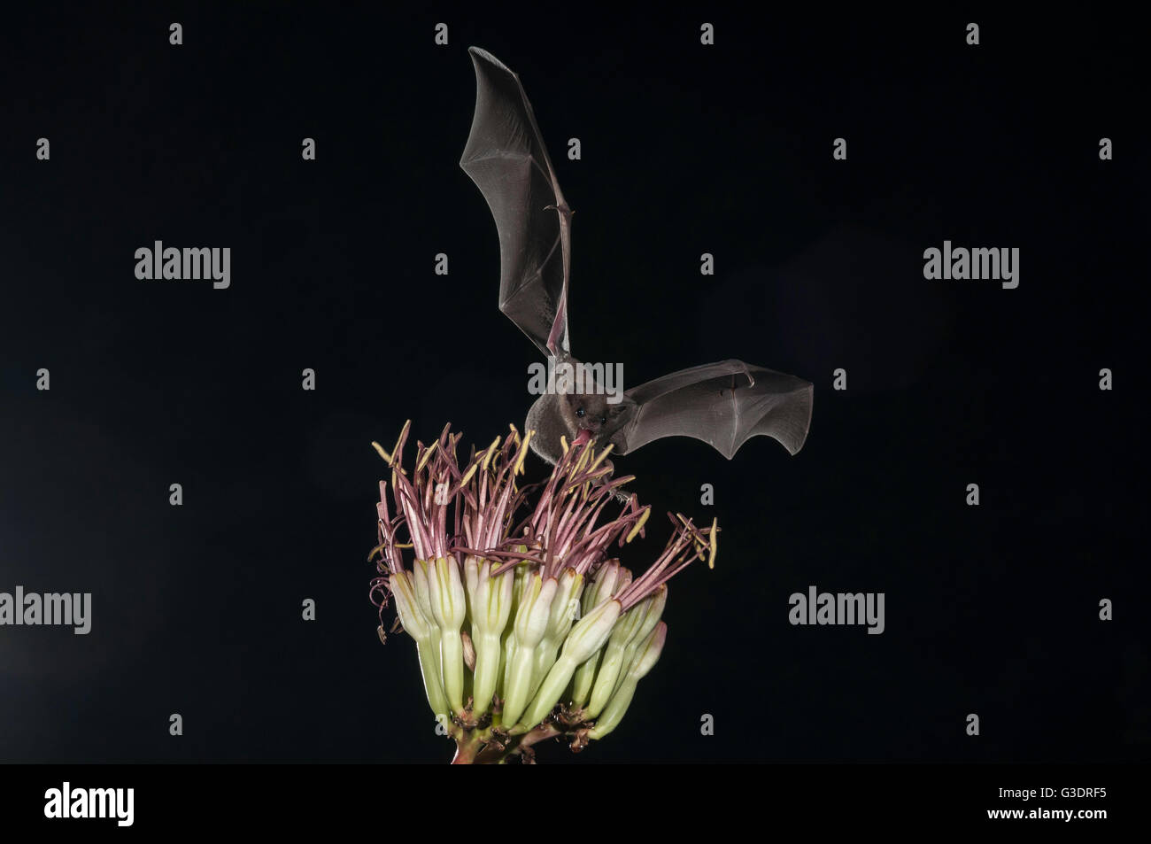 Bec long moindre bat Leptonycteris curasoae yerbabuenae, (), se nourrissant de fleurs d'agave, Green Valley, Arizona, USA Banque D'Images