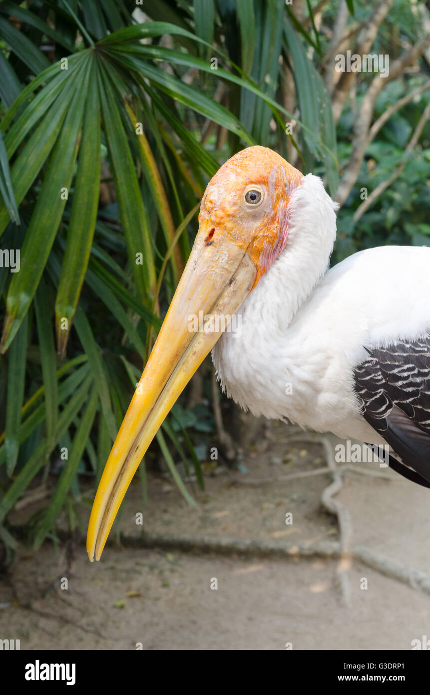 Cigogne laiteuse adultes (Mycteria cinerea). Grand oiseau avec un bec jaune. Banque D'Images