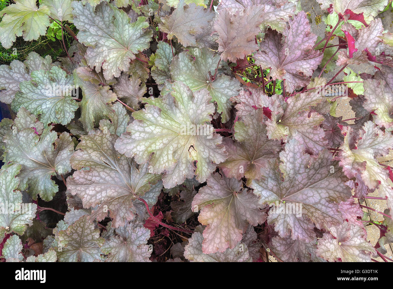 Coral Bells feuillage en gros plan du printemps Macro Fond Banque D'Images