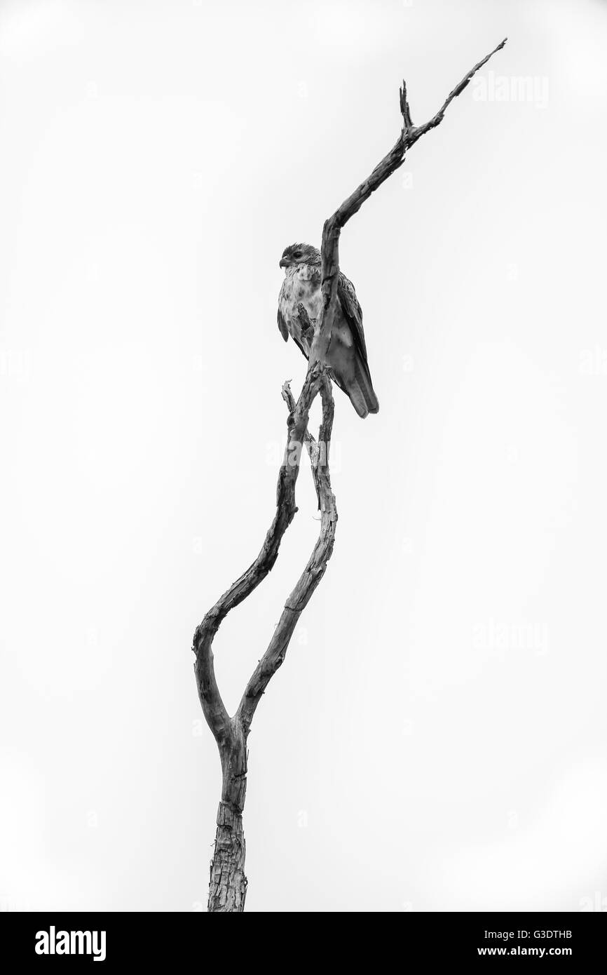 Honomalino Hema Kona, préserver, The Nature Conservancy, Big Island, Hawaii, ʻIo (Buteo solitarius) perché sur la branche de l'aapico "morts Banque D'Images
