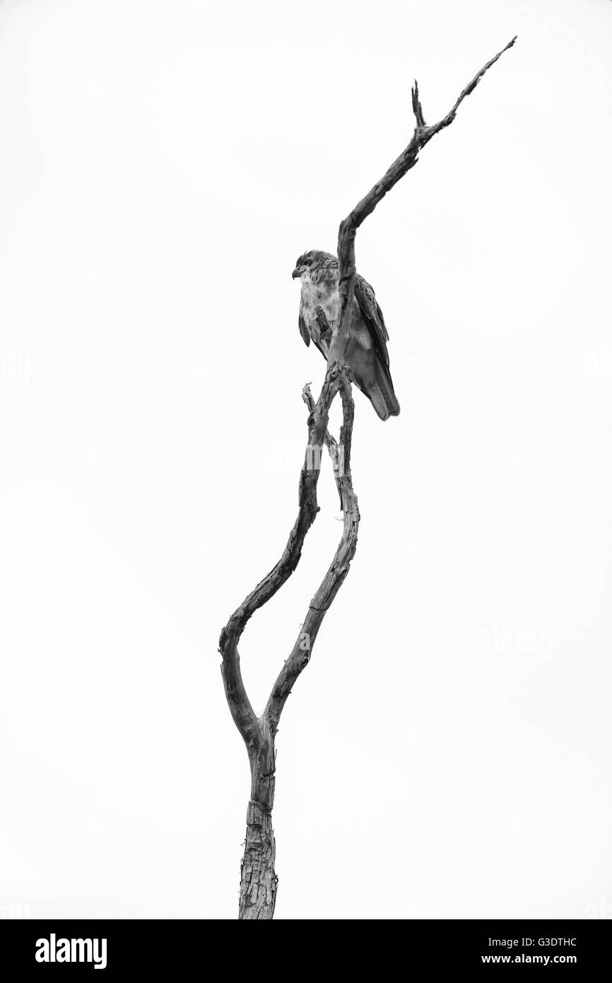 Honomalino Hema Kona, préserver, The Nature Conservancy, Big Island, Hawaii, ʻIo (Buteo solitarius) perché sur la branche de l'aapico "morts Banque D'Images