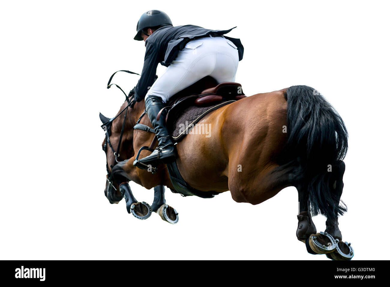 Saut à cheval, les sports équestres, isolé sur fond blanc Banque D'Images