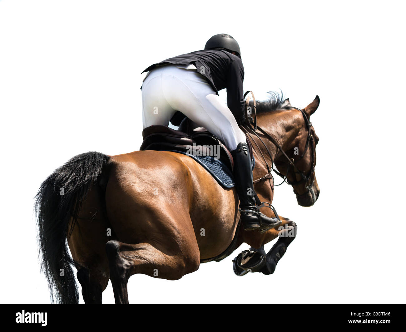 Saut à cheval, les sports équestres, isolé sur fond blanc Banque D'Images