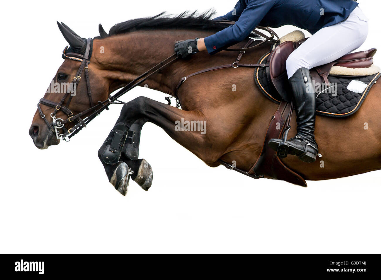 Saut à cheval, les sports équestres, isolé sur fond blanc Banque D'Images