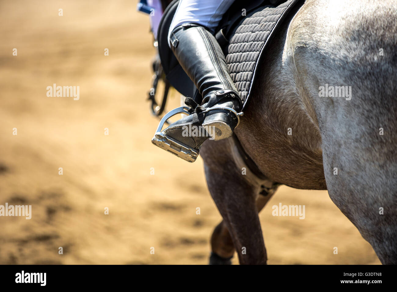 Sports équestres, saut à cheval, équitation, saut d'photo à thème Banque D'Images