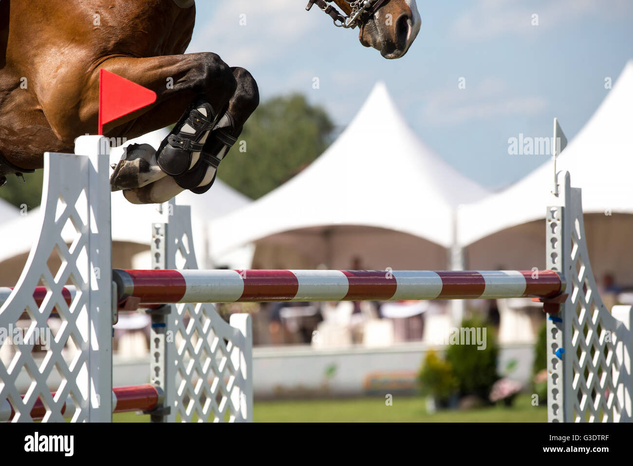 Sports équestres, saut à cheval, équitation, saut d'photo à thème Banque D'Images