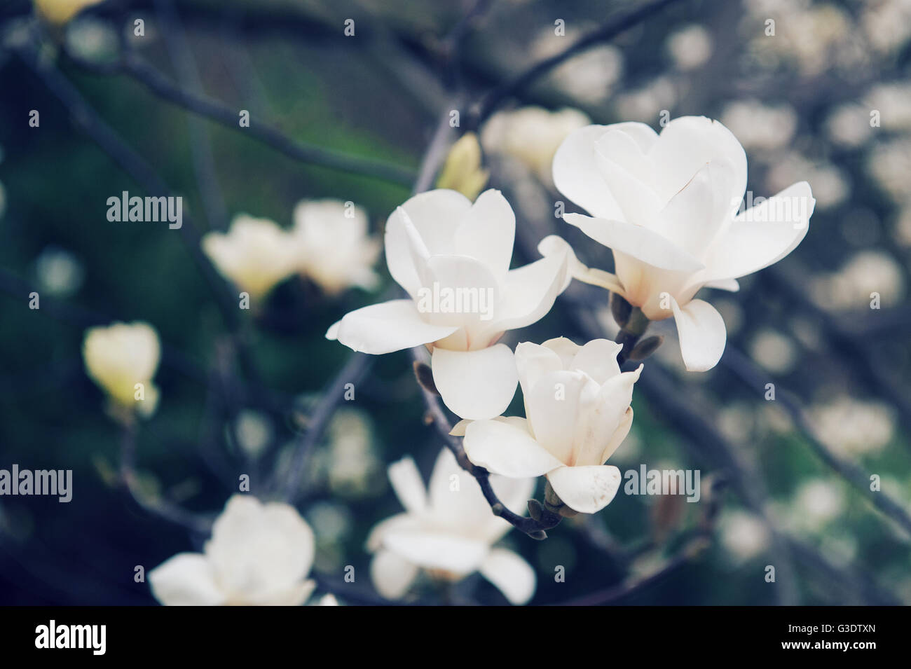 Fleurs de jasmin blanc sur un arbre dans le parc Banque D'Images