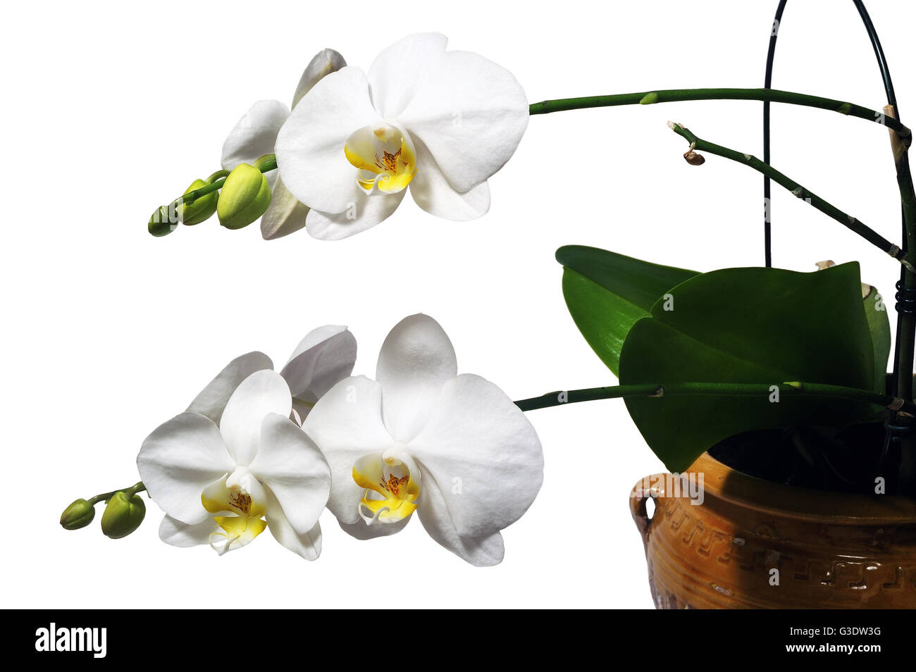 Orchidée Phalaenopsis blanche l'entretien facile des espèces photographiées  en studio sur fond blanc Photo Stock - Alamy