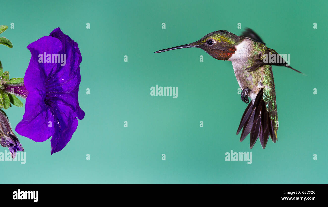 Un colibri en alignant lui-même à la fleur. Banque D'Images