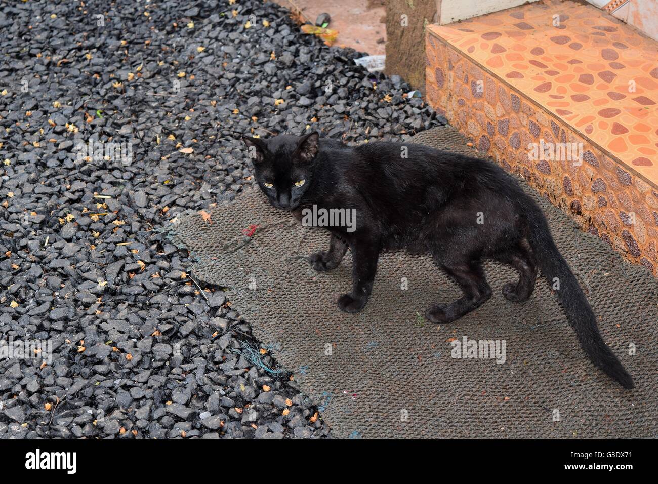 Portrait d'Angry Black Cat Sitting on Floor Banque D'Images