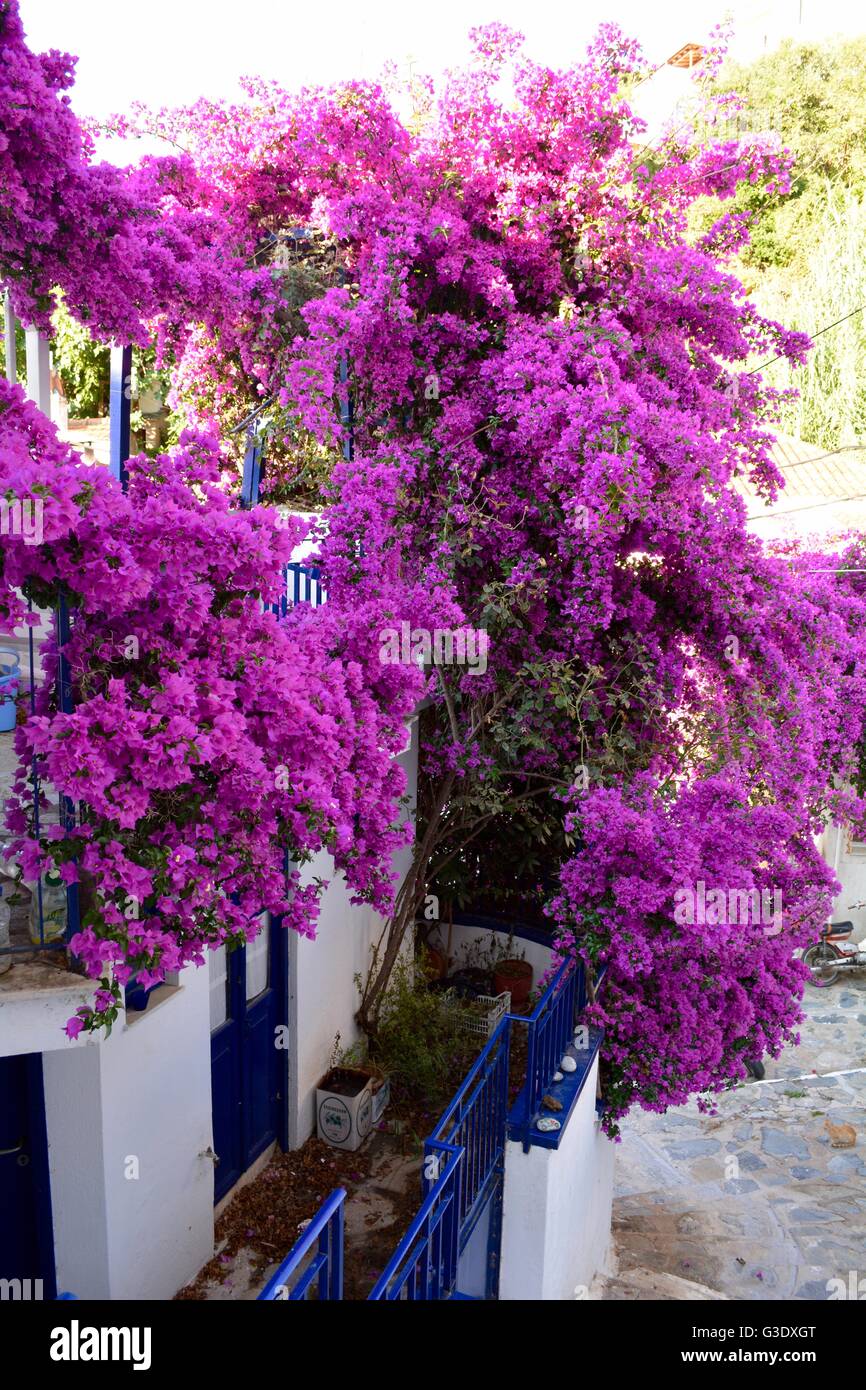 De bougainvillées aux couleurs vives sur l'île grecque de Skópelos Banque D'Images