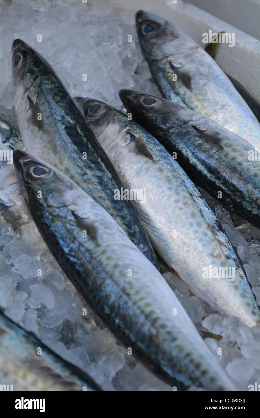 Le maquereau poisson pour vendre sur l'île de Skopelos, Grèce Banque D'Images