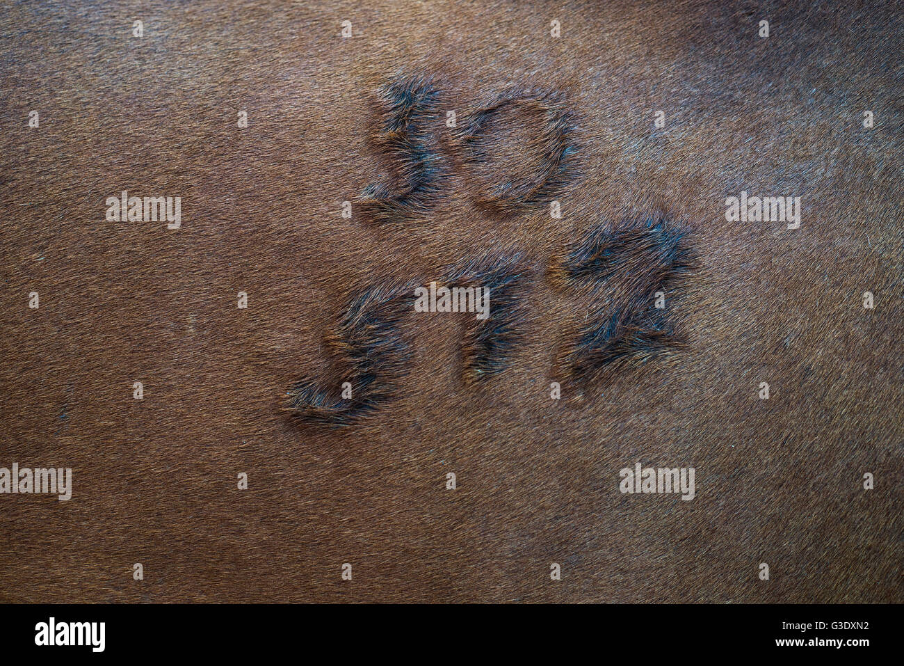 Hot Gel marque marque horse chestnut brown cuir peau sèche cheveux, numéros lettre pony horse marque id code numéros Banque D'Images