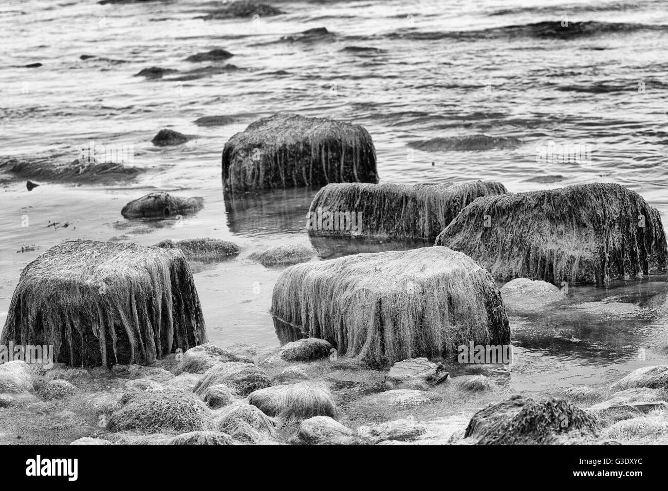 Des roches couvertes d'algues vertes, noir et blanc Banque D'Images
