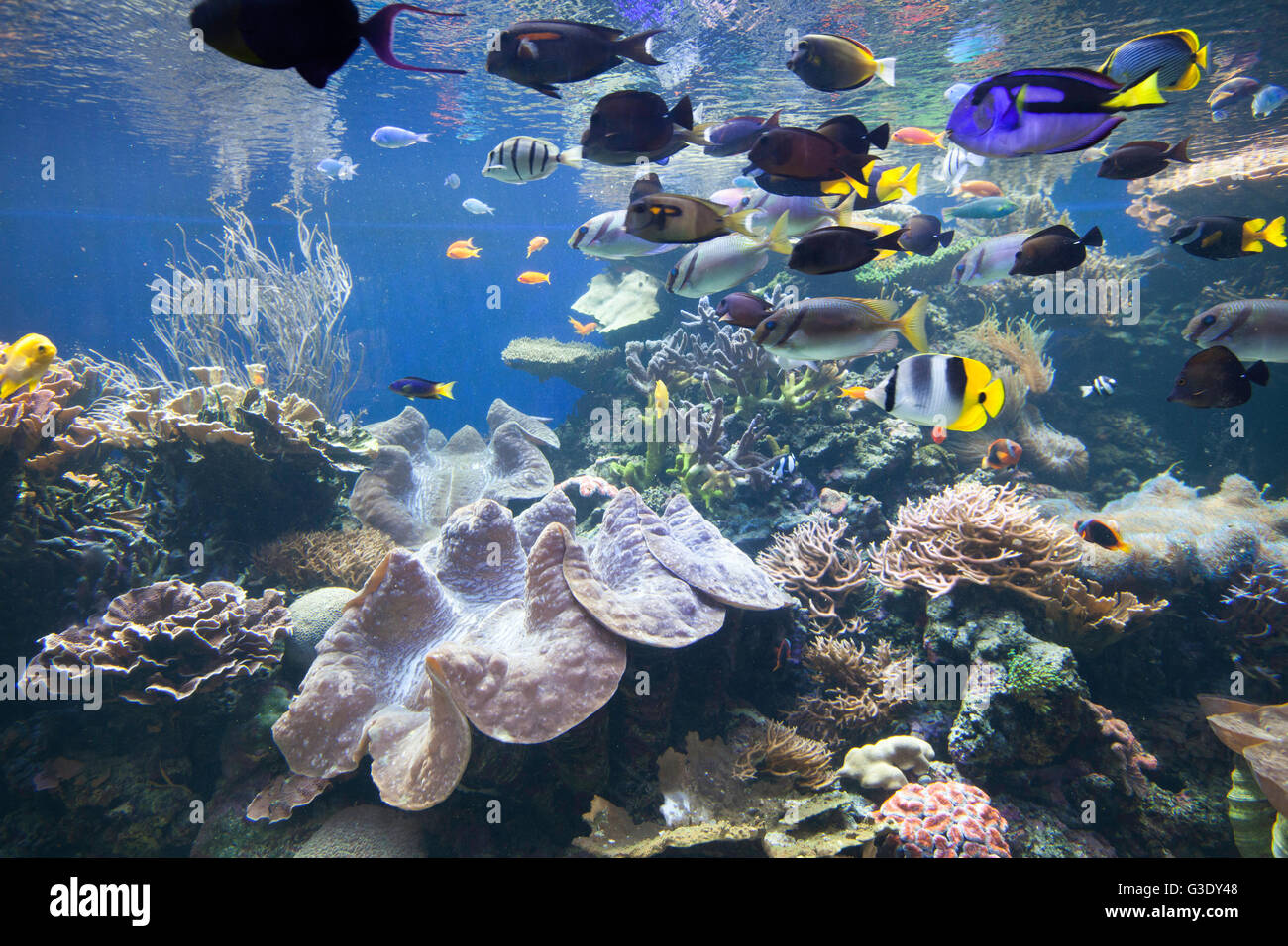 Voir l'affichage à l'aquatique de l'Aquarium de Waikiki. Le poisson et l'écosystème récifal. Banque D'Images