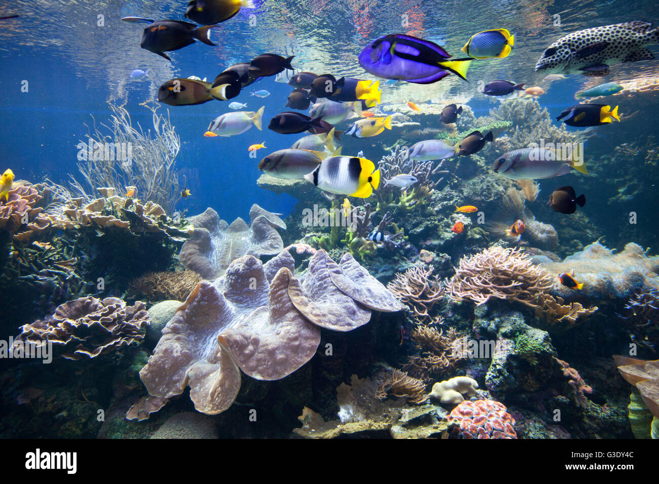 Voir l'affichage à l'aquatique de l'Aquarium de Waikiki. Le poisson et l'écosystème récifal. Banque D'Images