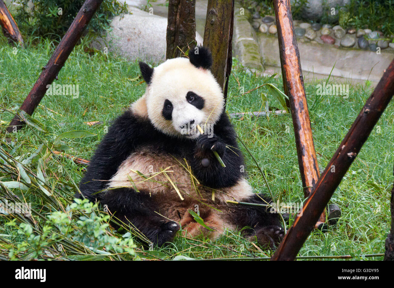 Chengdu Panda Base de recherche de reproduction du Panda Géant Banque D'Images