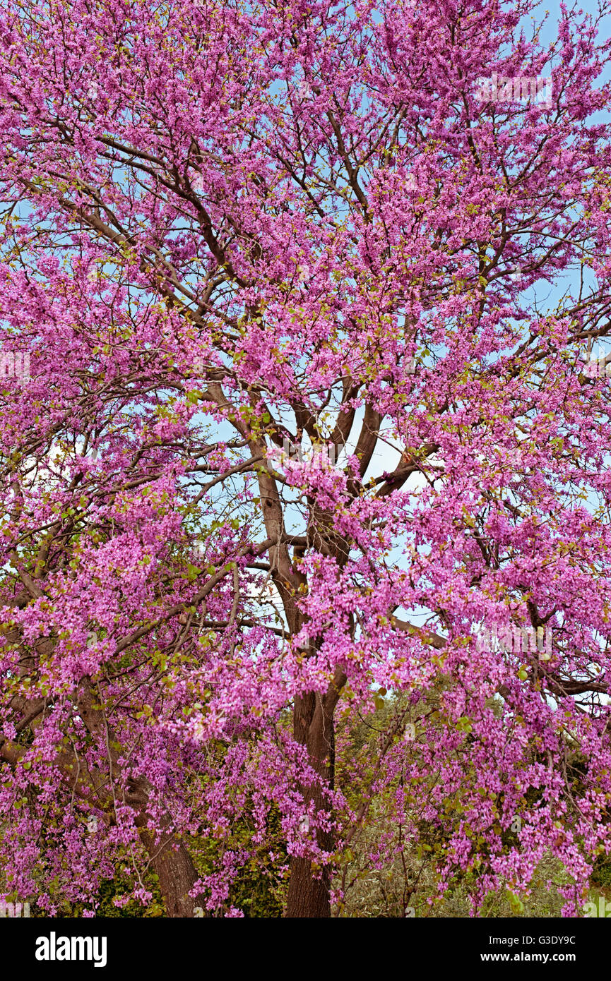 Arbre de Judée en fleur (Cercis siliquastrum) sur la péninsule de Pelion, Thessalie, Grèce Banque D'Images