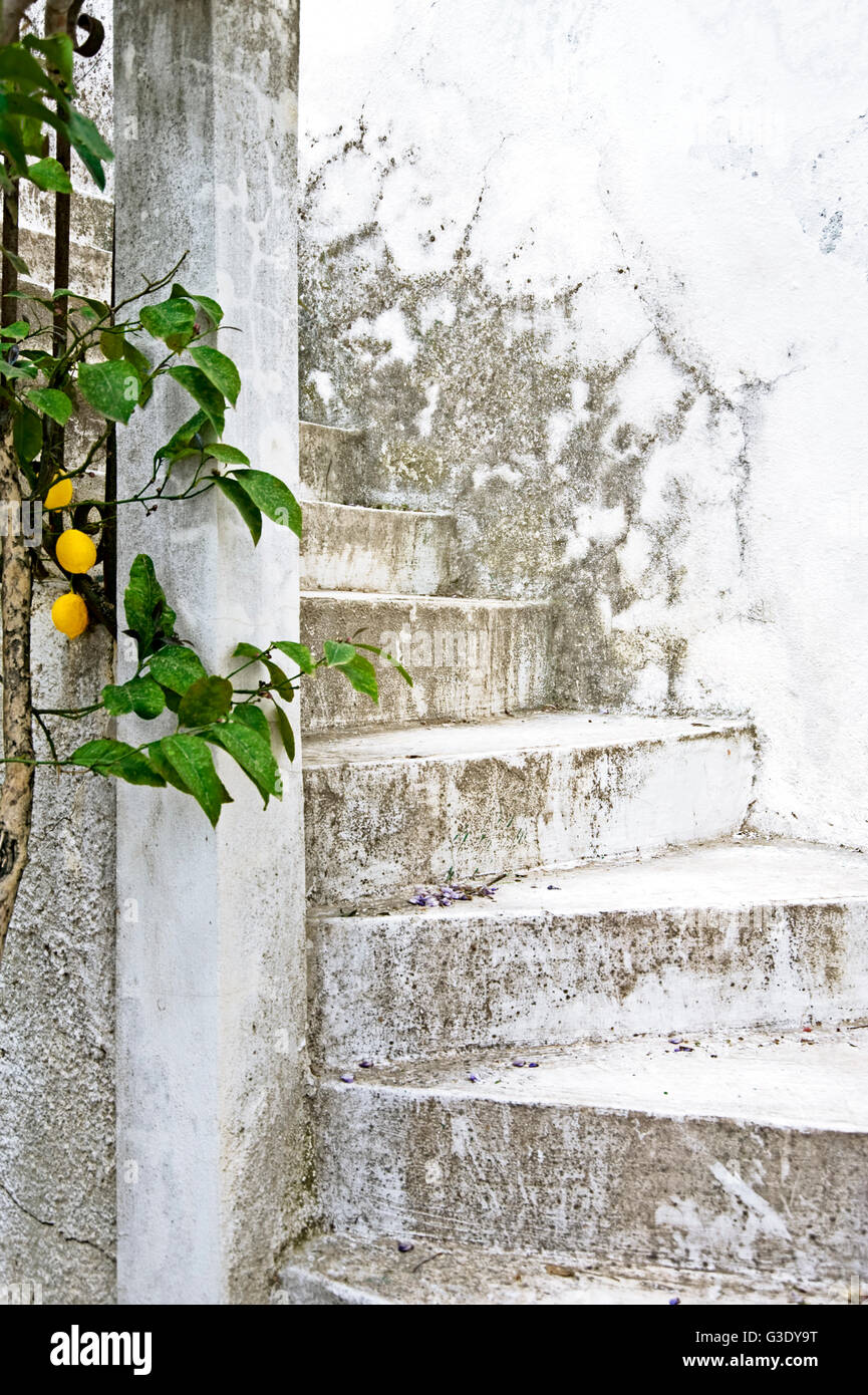 Et patiné blanc escalier extérieur avec lemon tree Banque D'Images