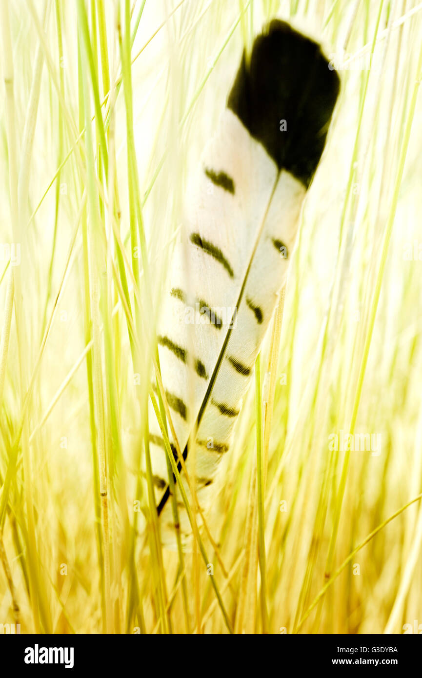 Feather coincé dans l'herbe haute Banque D'Images