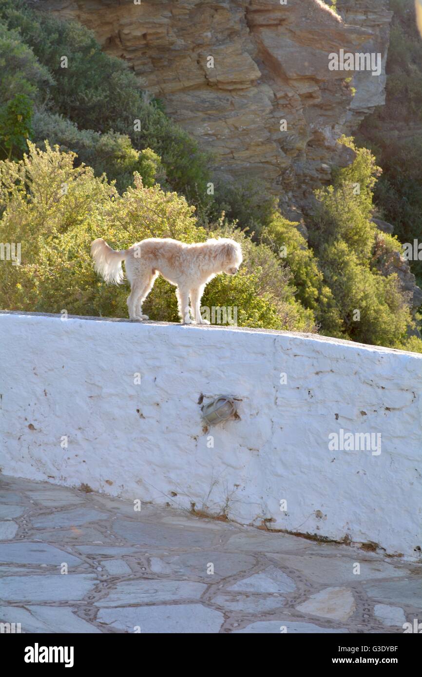 Petit chien blanc sur un mur à Skopelos, Grèce Banque D'Images