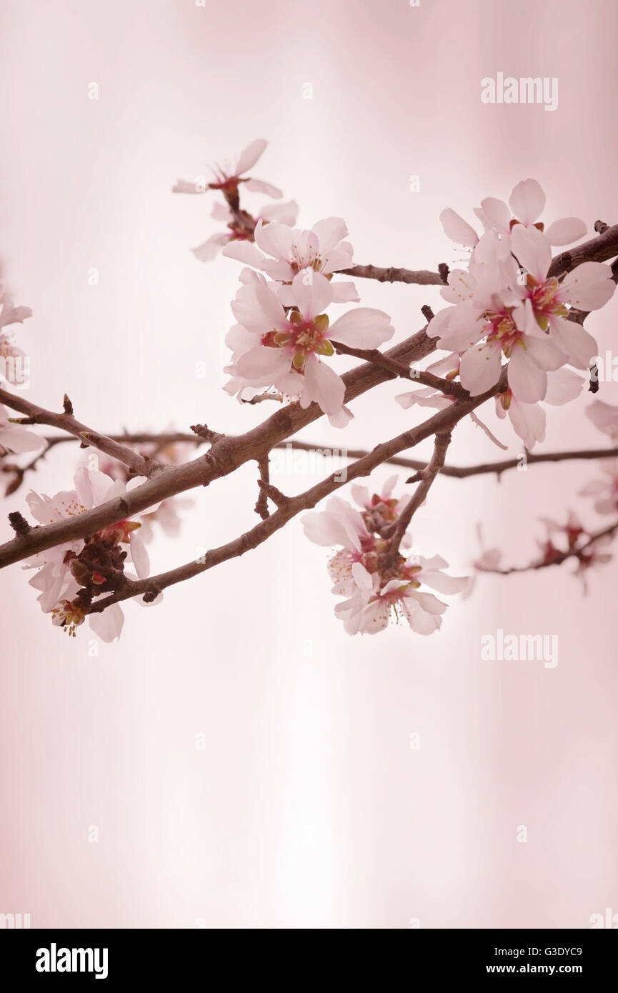 Fleurs d'amandier contre fond rose vif Banque D'Images