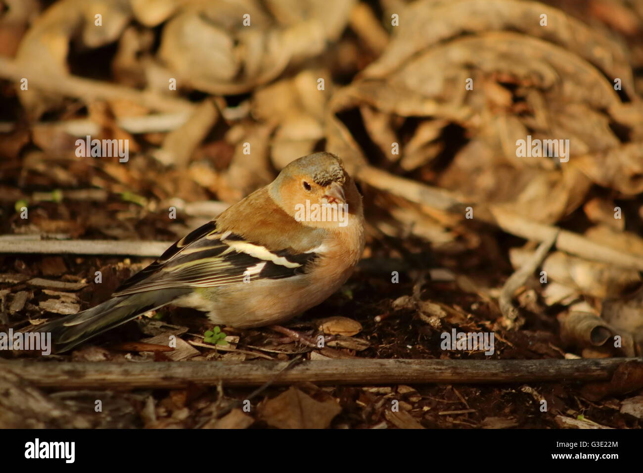 Chaffinch eating seeds Banque D'Images