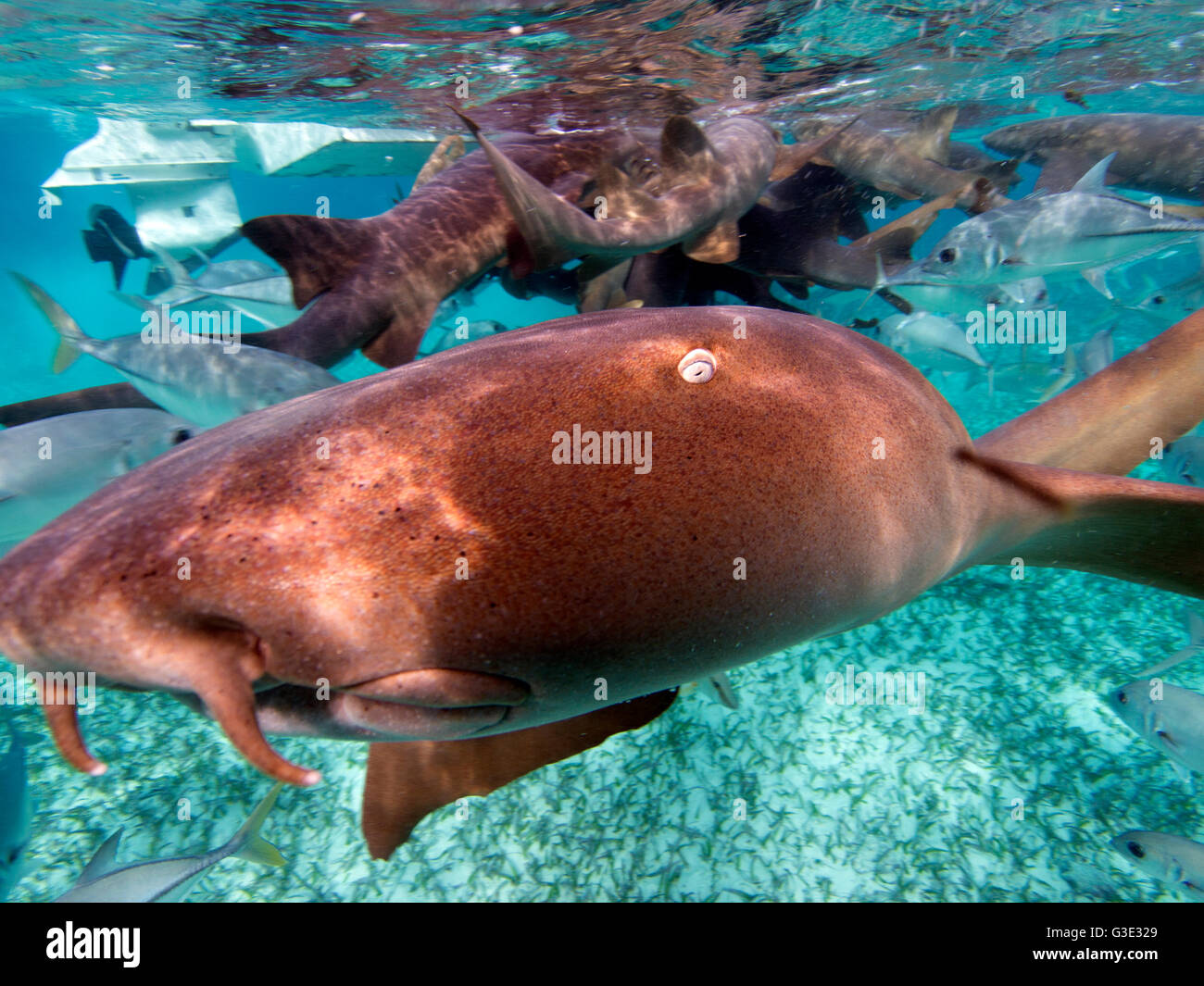 Plongée avec requins nourrice au Belize à Shark Ray Alley près de Ambergris Caye et Caye Caulker Banque D'Images