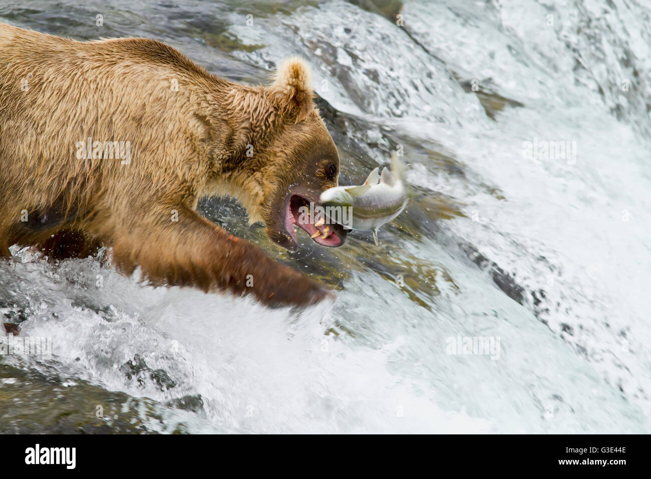 Ours brun (Ursus arctos) prendre un saumon sockeye (Oncorhynchus nerka) à Brooks Falls, Katmai National Park et préserver, sud-ouest de l'Alaska Banque D'Images