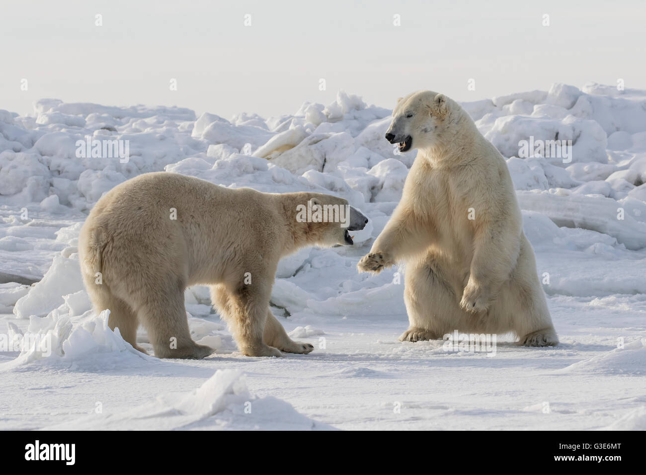 L'ours polaire (Ursus maritimus) l'entraînement sur la côte de la Baie d'Hudson ; Churchill, Manitoba, Canada Banque D'Images