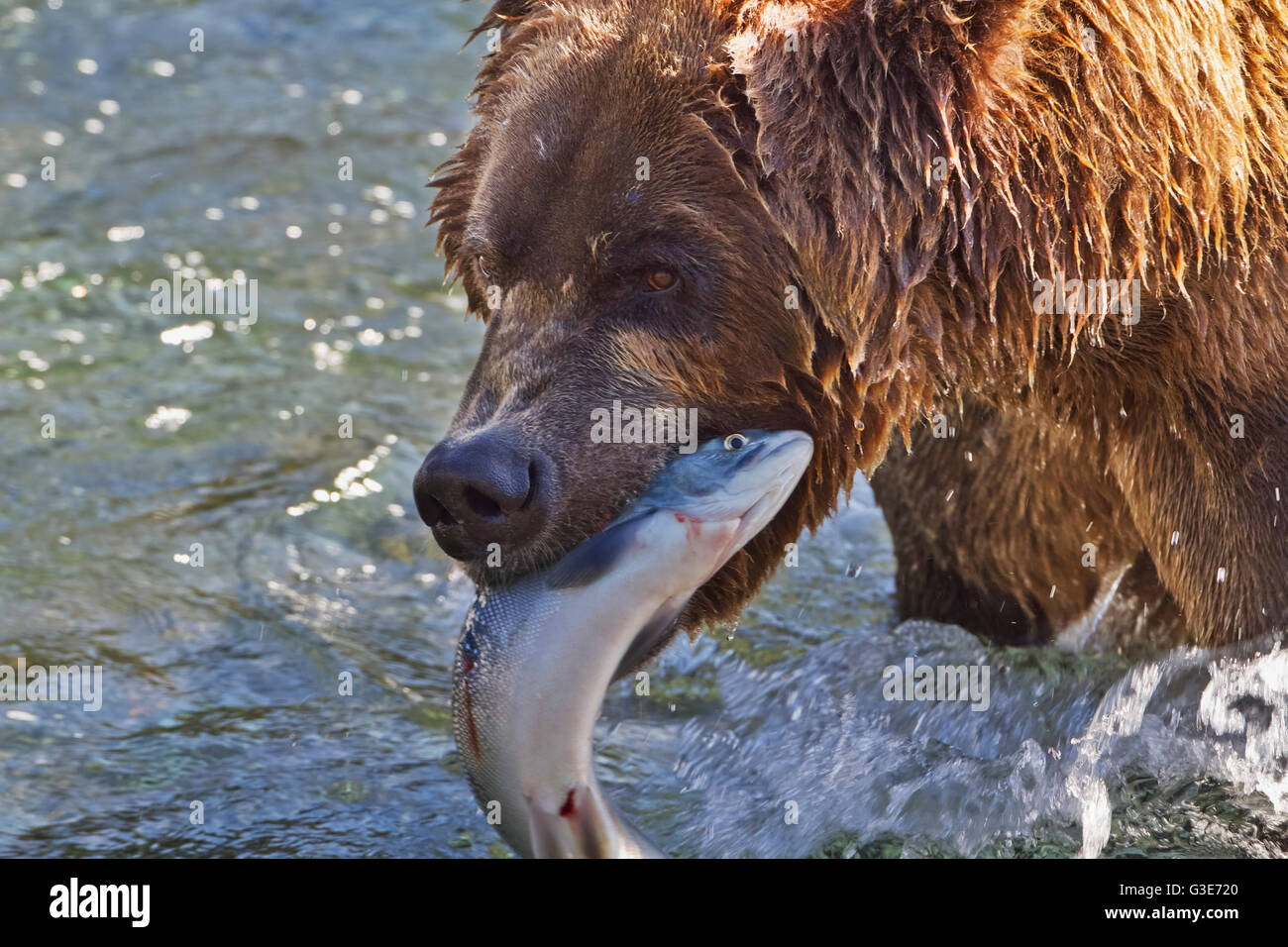 Ours brun (Ursus arctos) Saumon sockeye (Oncorhynchus nerka) dans les rapides de Brooks River, Katmai National Park et préserver, sud-ouest de l'Alaska Banque D'Images