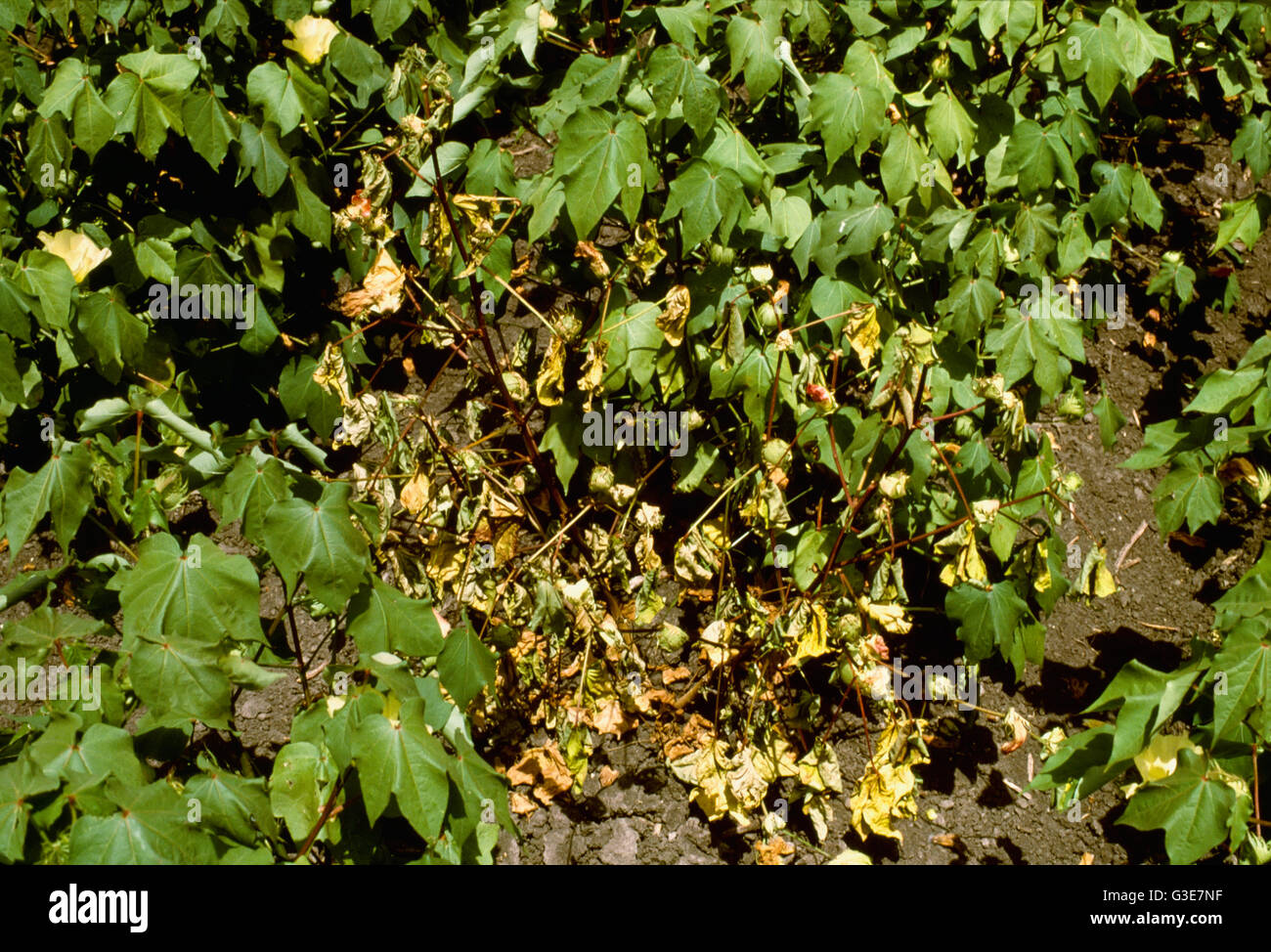 Agriculture - Culture maladie de la pourriture des racines, du coton (champignon Phymatotrichum omnivorum), montrant un flétrissement des plants de coton en raison de racines pourries / Texas, USA. Banque D'Images