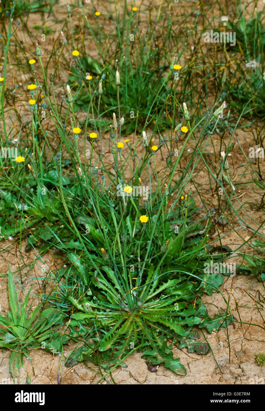 Agriculture - Mauvaises herbes, lisse Catsear (Hypochaeris glabra) aka. Faux Pissenlit, Flatweed Catsear, glabre ; plantes à fleurs / Californie, USA. Banque D'Images