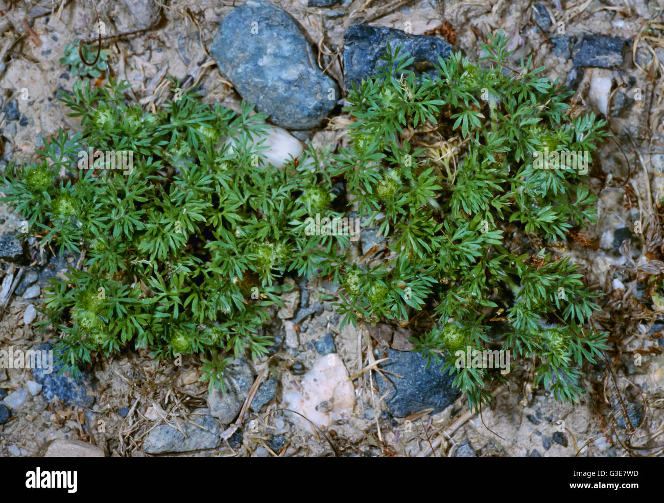 Agriculture - Mauvaises herbes, pelouse bulge rampant (Soliva sessilis) aka. Le bulge rampant, Commun Soliva, bulge rampant sur le terrain, Jo-jo, Onehunga, Soliva, Spurweed Banque D'Images