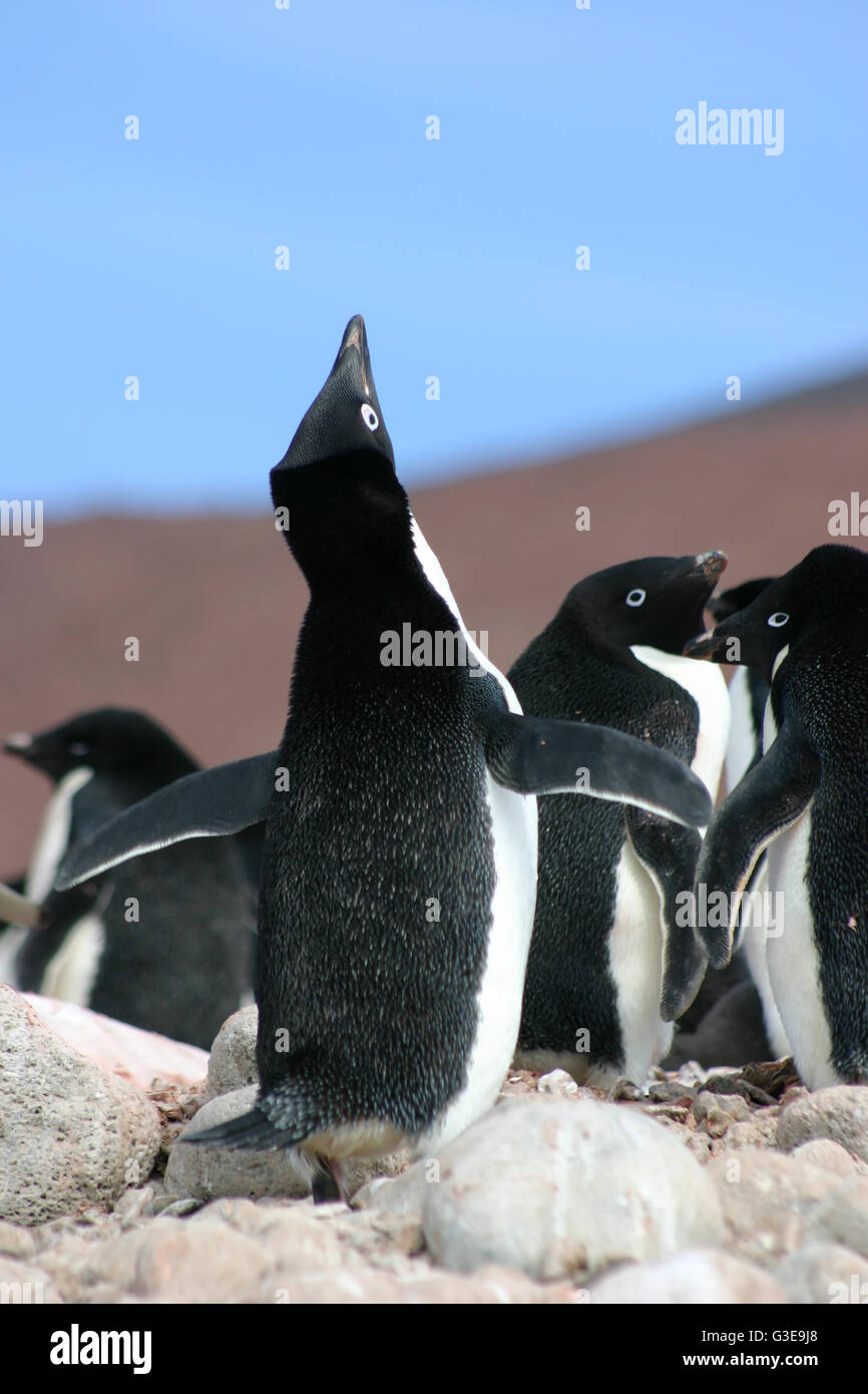 Mignon pingouin Adélie Antarctique d'effectuer un appel d'accouplement en Antarctique Banque D'Images