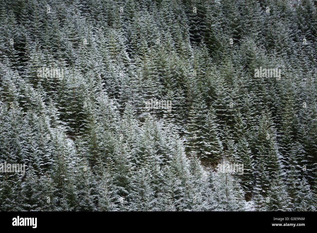 La forêt de pin sylvestre sous les chutes de neige fraîche, l'ouest des Highlands, Ecosse Banque D'Images