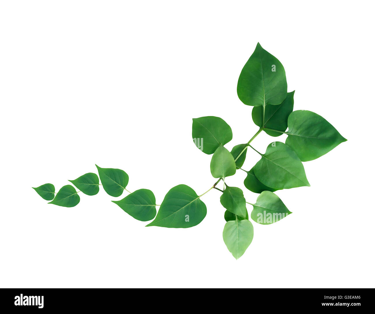 Concept de la nature. Frontière de Nice fait de brindilles avec des feuilles vertes Banque D'Images
