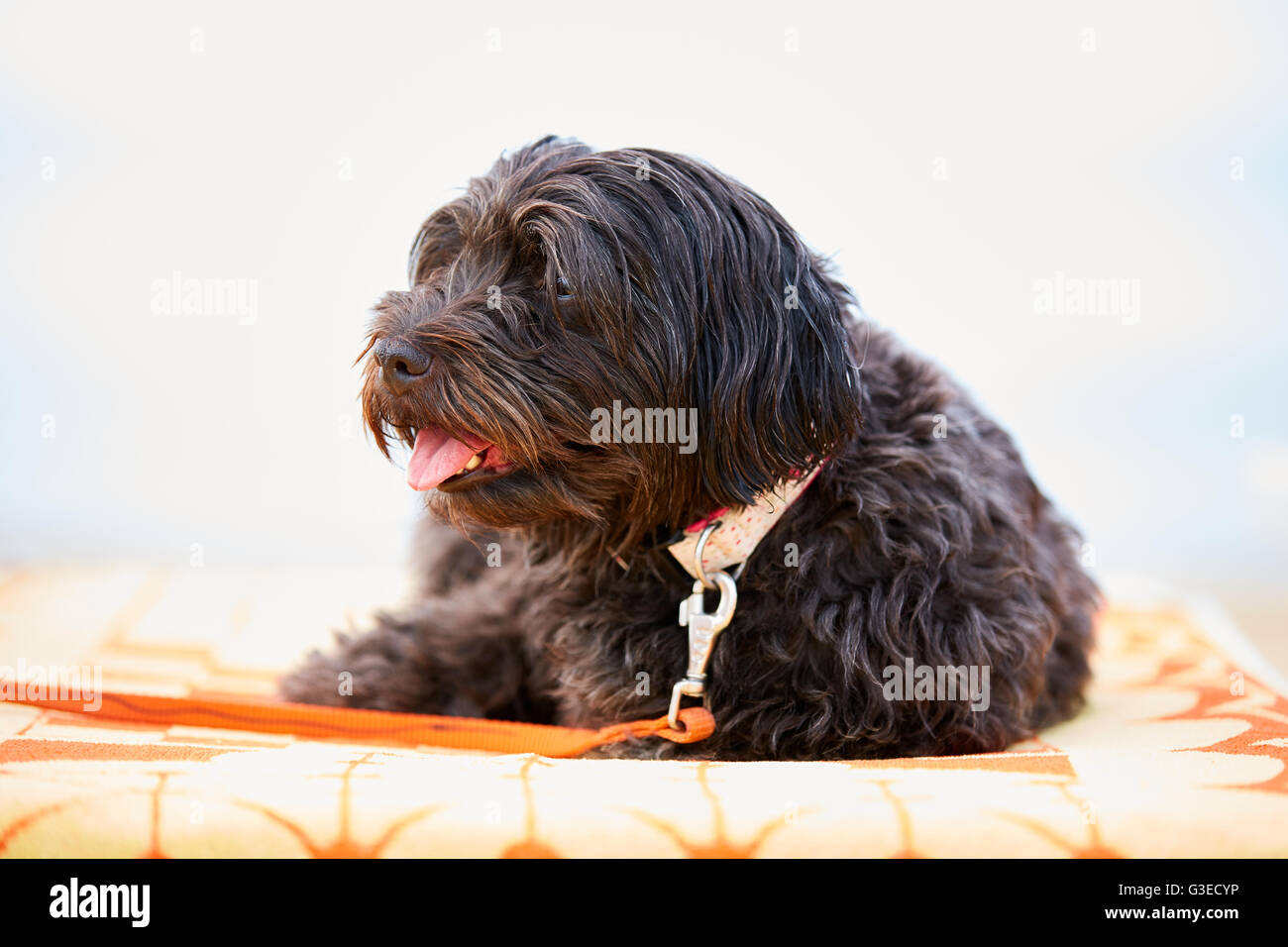 Chien Bichon havanais noir détente sur la plage sur un solarium 