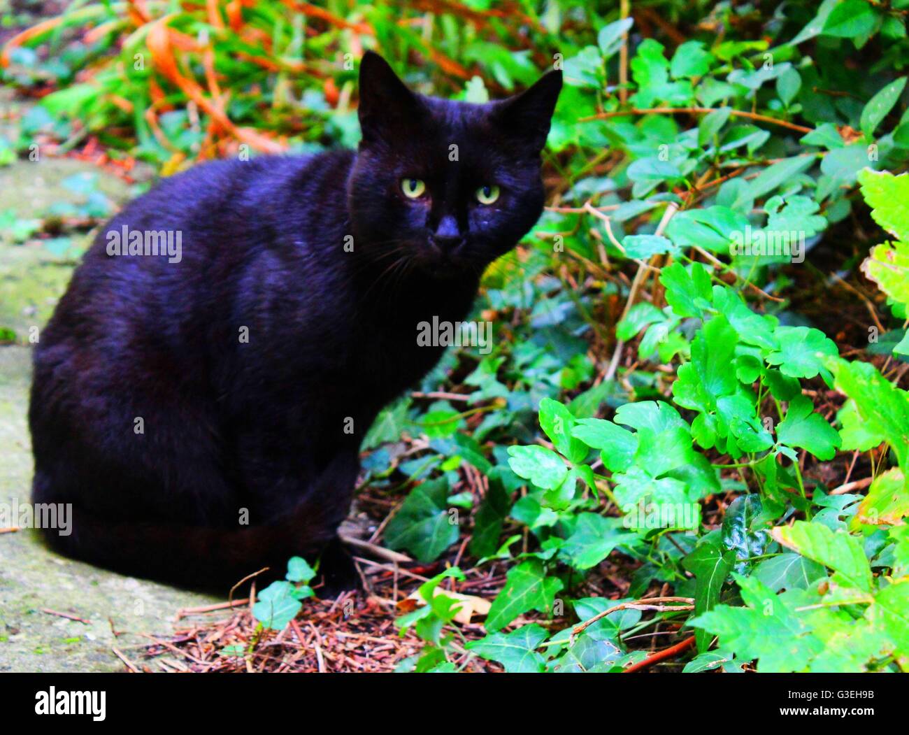 Chat noir avec des yeux verts fixant at camera Banque D'Images