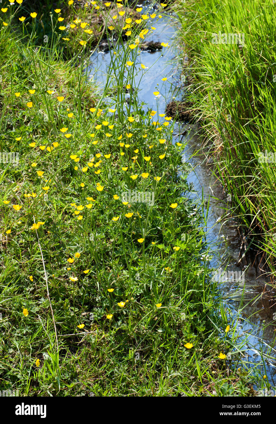 Nature fond pour l'heure d'été avec l'herbe verte et l'eau de source Banque D'Images