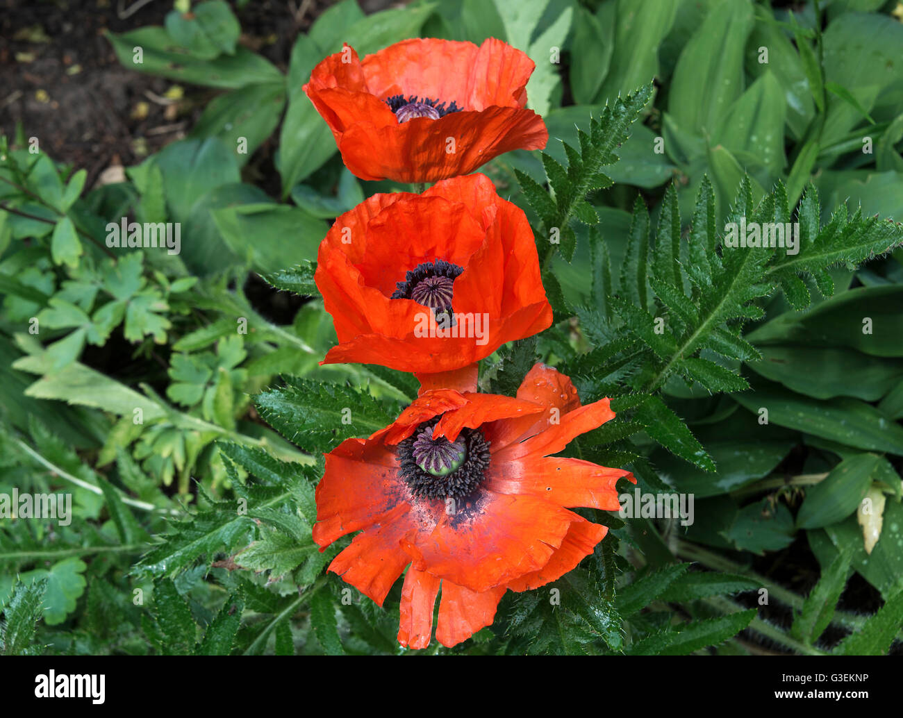 Fleurs de pavot oriental rouge vif en pleine floraison dans un jardin Alsager Cheshire England Royaume-Uni UK Banque D'Images