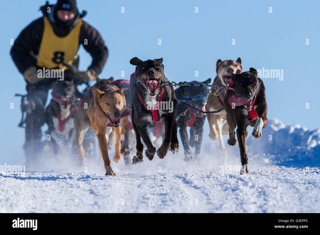 Lanaudière International course en traîneau à chiens, Québec, Canada Banque D'Images