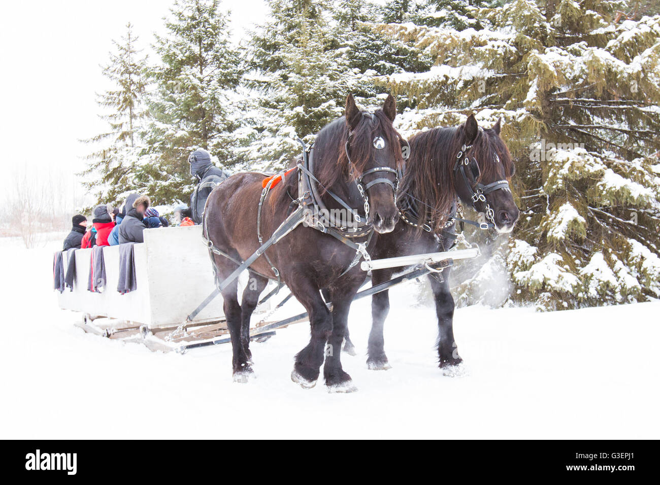 Les chevaux Clydesdale en traîneau en hiver Banque D'Images