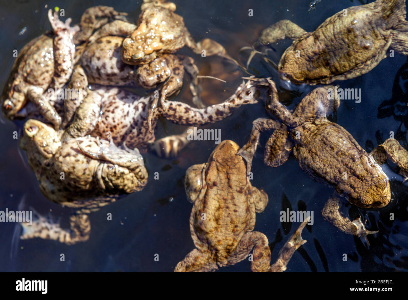 Animaux d'accouplement crapauds, Bufo bufo accouplement grenouilles Banque D'Images