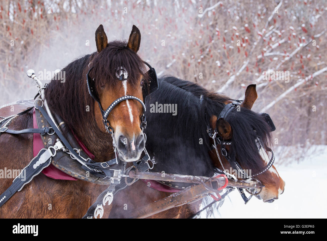 Les chevaux Clydesdale en traîneau en hiver Banque D'Images